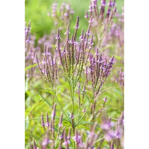 Violettes Eisenkraut (Verbena officinalis) im 9x9 cm Topf, eine blühende Staude.
