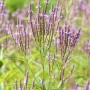 Violettes Eisenkraut (Verbena officinalis) im 9x9 cm Topf, eine blühende Staude.