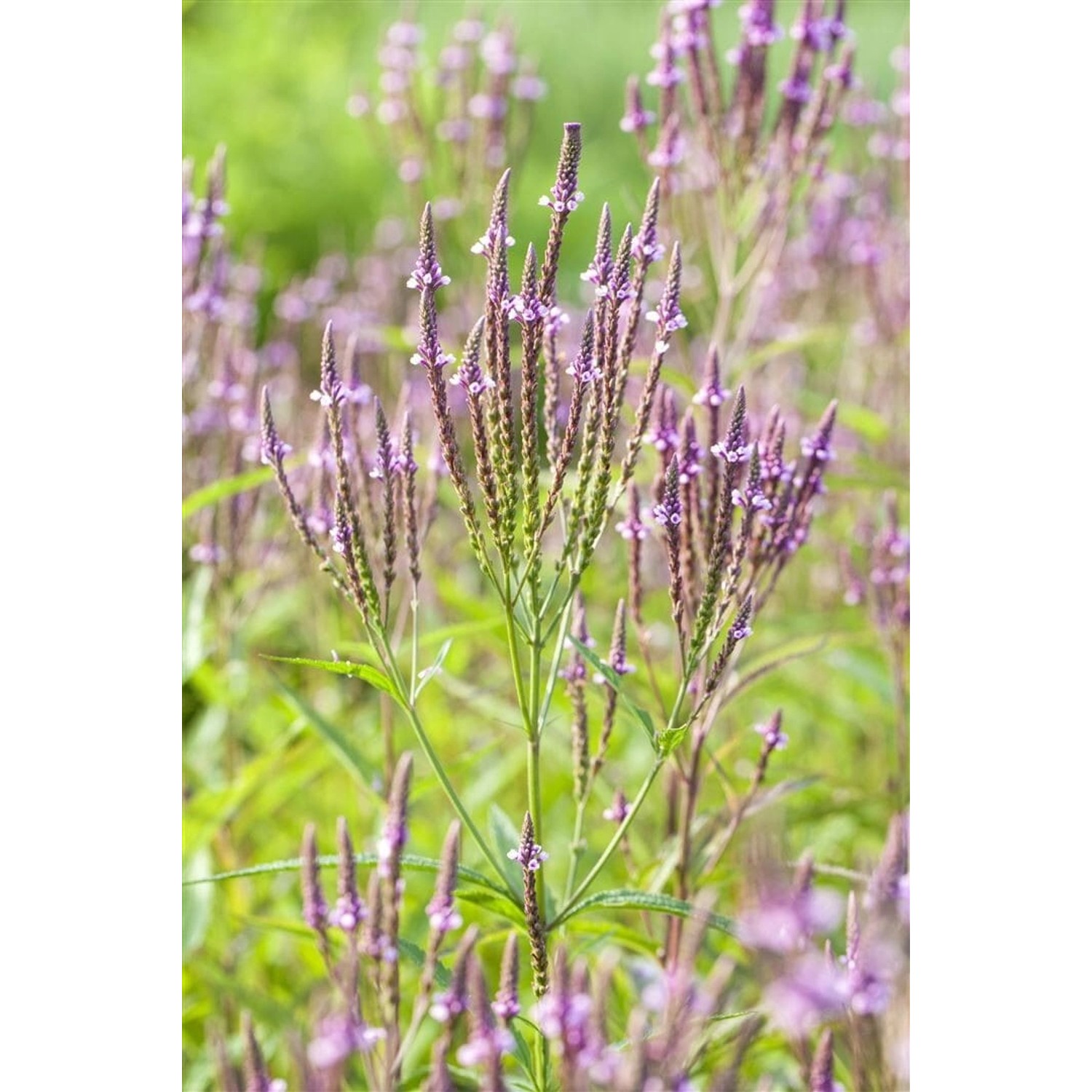 Verbena Officinalis Eisenkraut Ca. 9x9 cm Topf günstig online kaufen