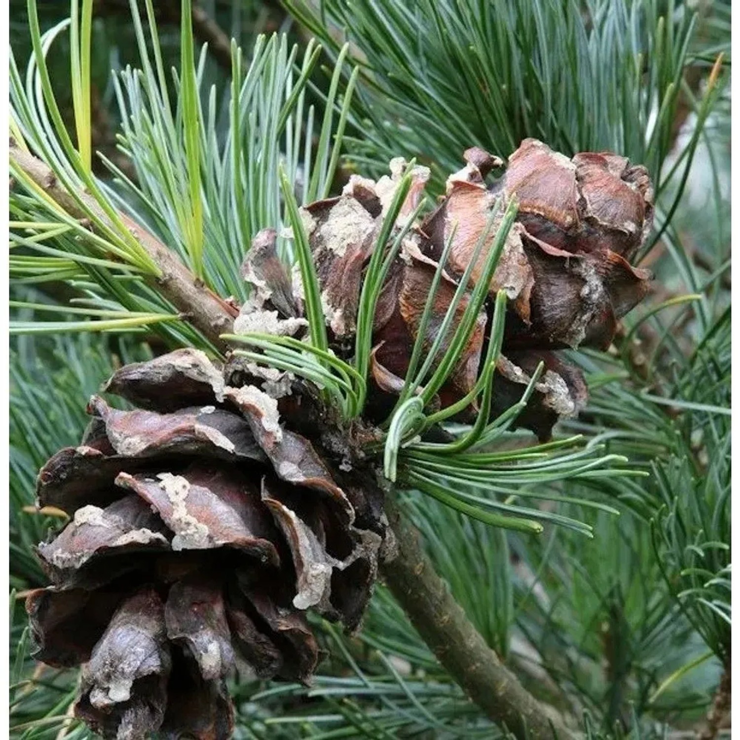 Bonsaiartige blaue Mädchenkiefer 50-60cm - Pinus parviflora