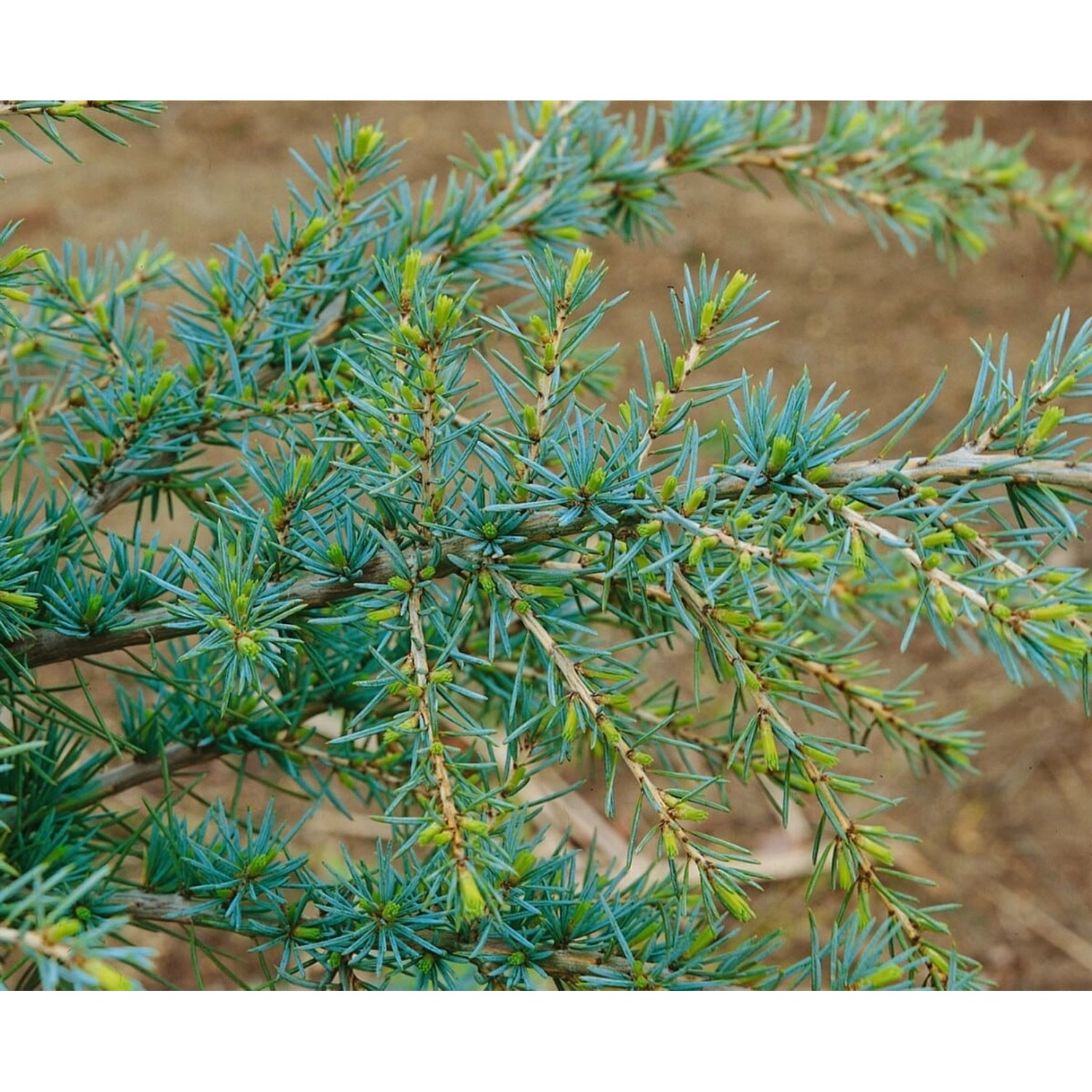 Cedrus Deodara Karl Fuchs Himalaya-Zeder Blaugrün 100–125 cm günstig online kaufen