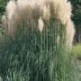 Pampasgras 'Sunningdale Silver' mit silbrig-weißen Blütenständen im Garten.