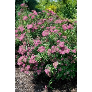 Rote Sommerspiere (Spiraea Japonica Darts Red) mit leuchtend roten Blüten im Garten.