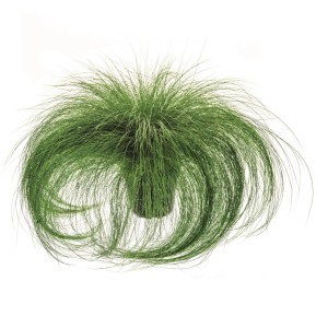 Zartes, grünes Federgras 'Ponytails' im Topf, Stipa tenuissima, ca. 14 cm Ø.