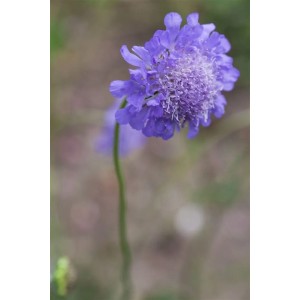 Nahaufnahme der blau blühenden Tauben-Skabiose 'Butterfly Blue' im Topf.