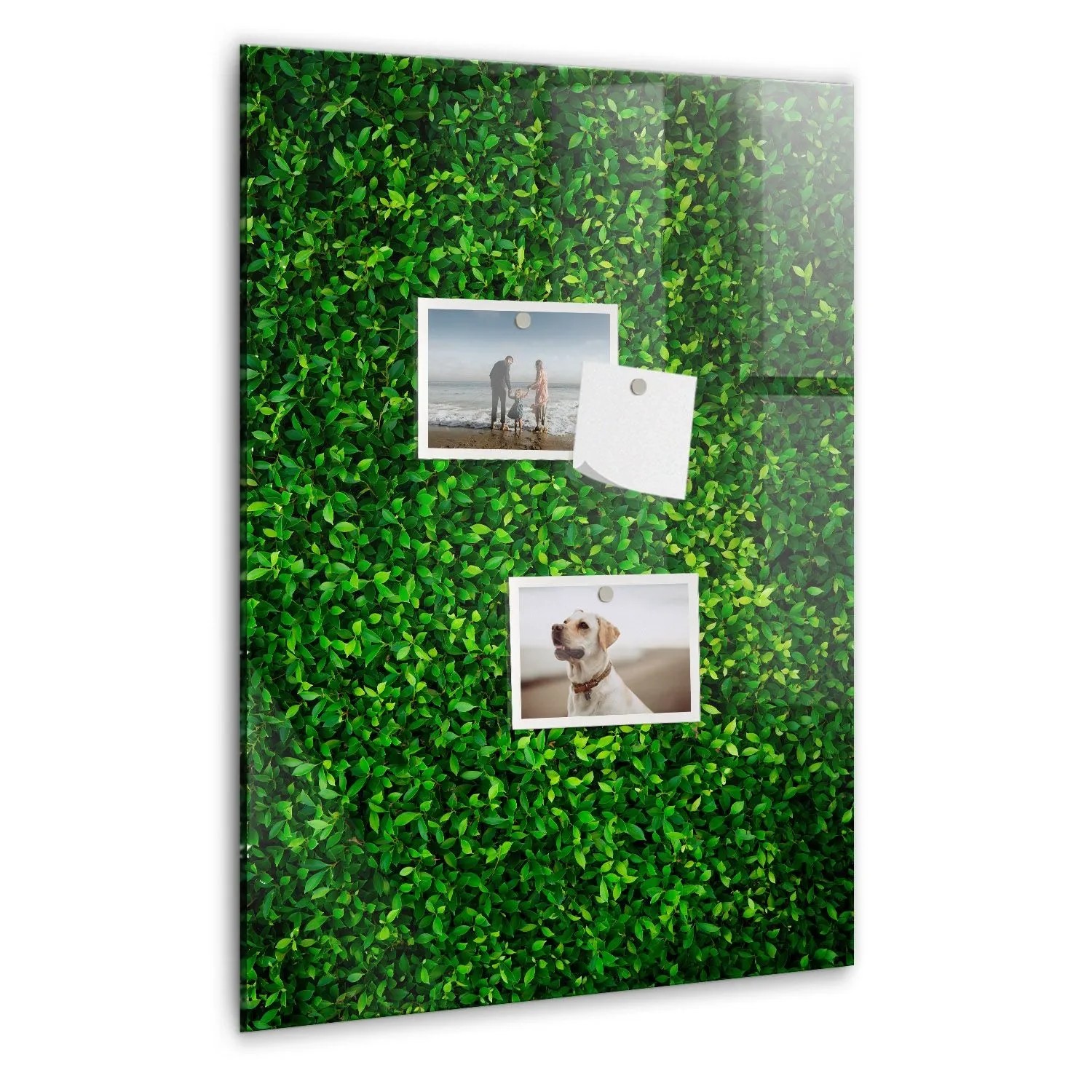 Tulup Magnettafel Aus Glas Blätter Der Zaunpflanze 40x60 cm Whiteboard Magnetisch Glas Weißer Marker Magnettafel Modern ...