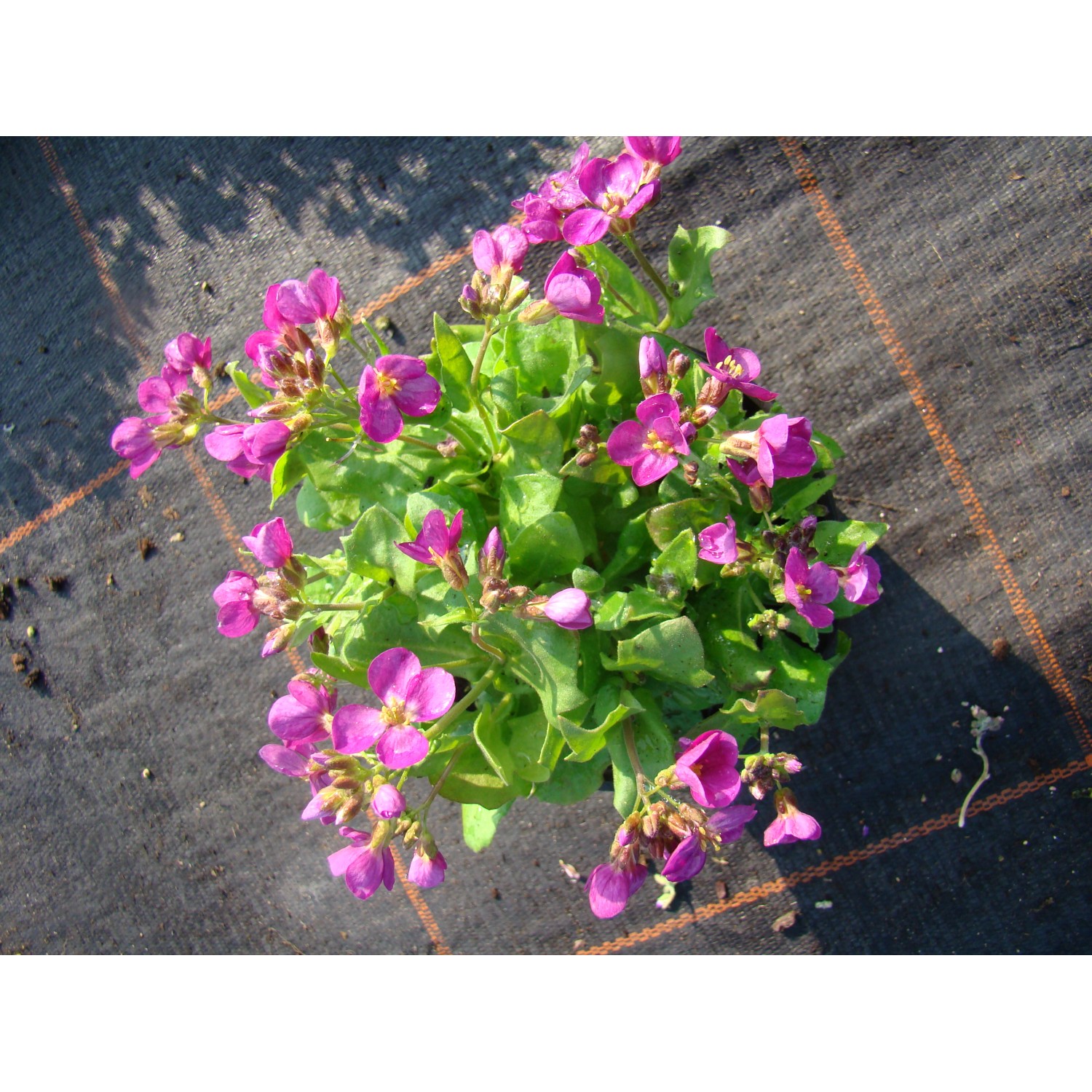 Kaukasische Gänsekresse Rosa TopfØ ca. 9 cm Arabis