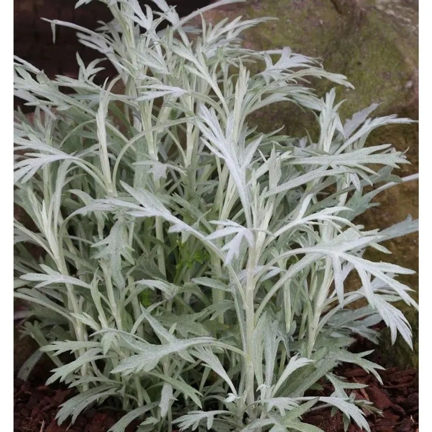 Silber Edelraute Valerie Finnis - Artemisia,udoviciana