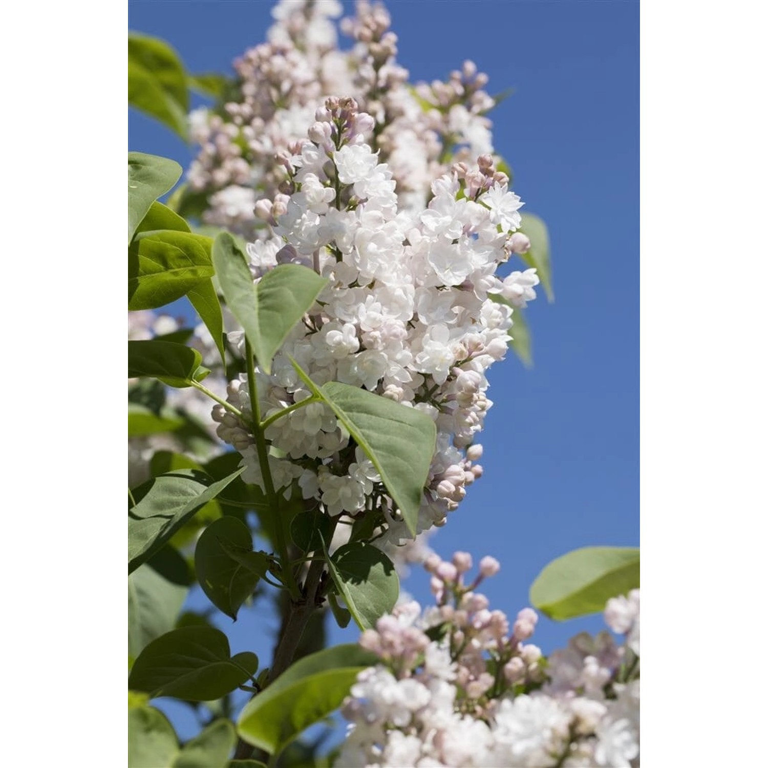 Syringa Vulgaris Flieder Schöne Von Moskau R 60-80 cm günstig online kaufen