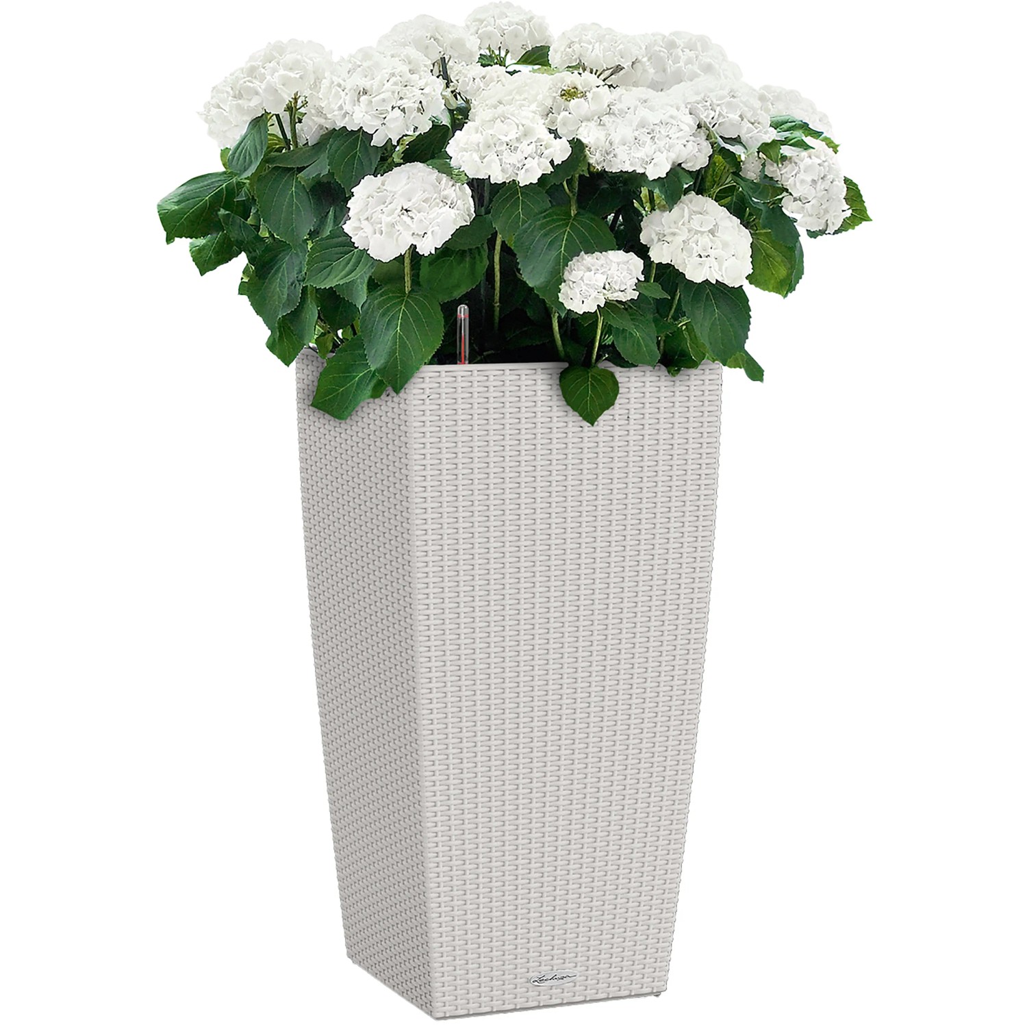Lechuza Cubico Cottage Pflanzsäule, 56cm hoch, lichtgrau, mit weißer Hortensie.