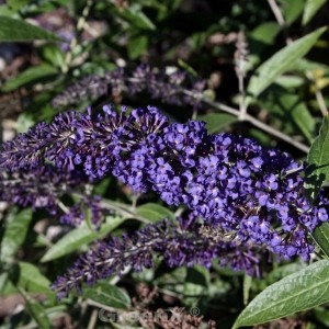 Nahaufnahme des Zwerg Schmetterlingsstrauchs Blue Chip Jr. mit violetten Blüten.