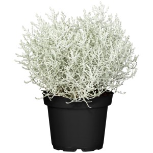 Silberkörbchen (Calocephalus brownii) im Topf, silbrige Blätter, ca. 20-30 cm hoch.