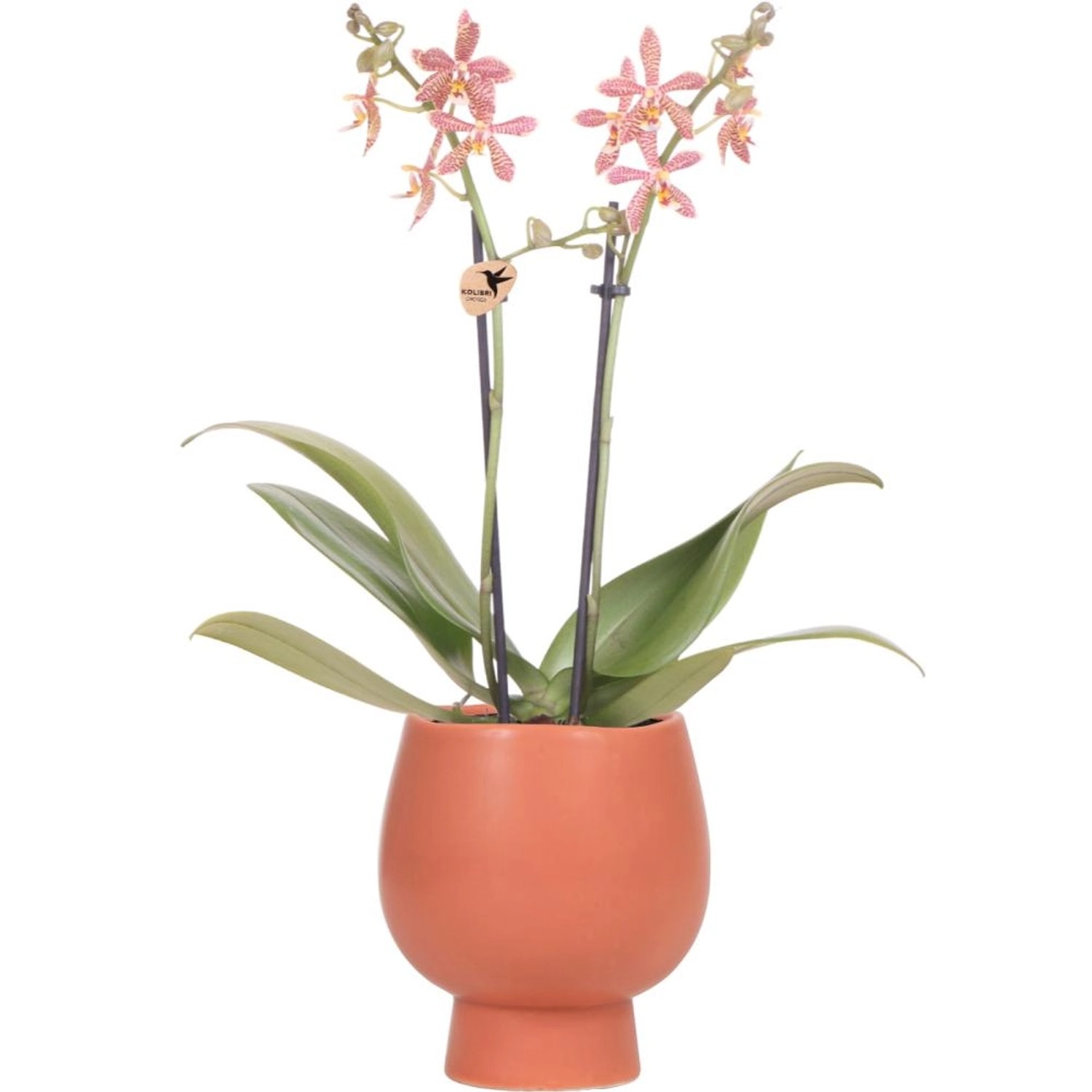 Kolibri Orange Phalaenopsis Orchidee Spider inScandic Terracotta Topfgröße 9cm