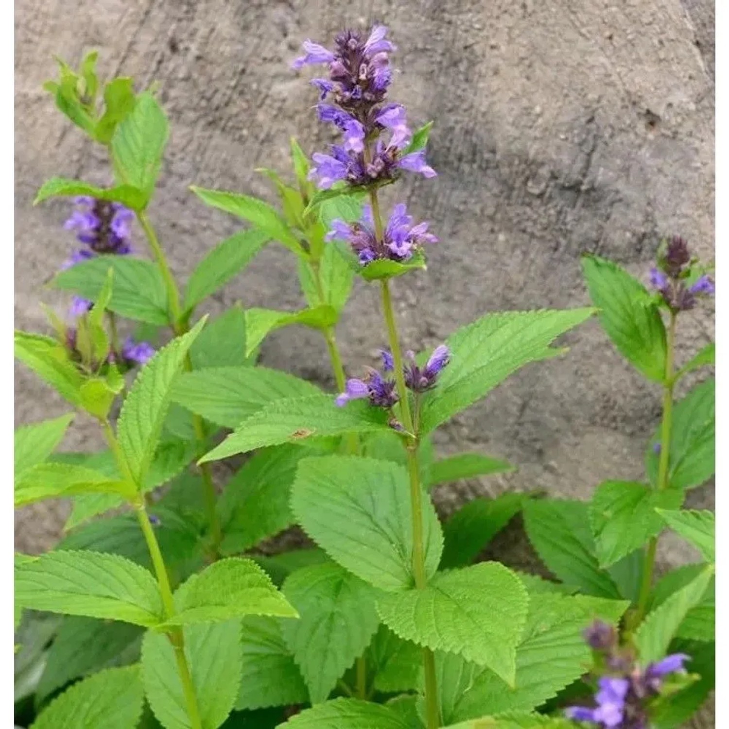Großblättrige Katzenminze - Nepeta kubanica
