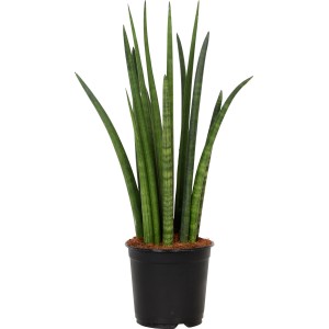 Bogenhanf (Sanseveria cylindrica) im schwarzen Topf, eine robuste und pflegeleichte Grünpflanze.