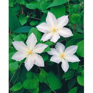 Nahaufnahme der weißen Clematis Hybride 'Apollonia' Waldrebe mit grünen Blättern.