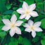 Nahaufnahme der weißen Clematis Hybride 'Apollonia' Waldrebe mit grünen Blättern.