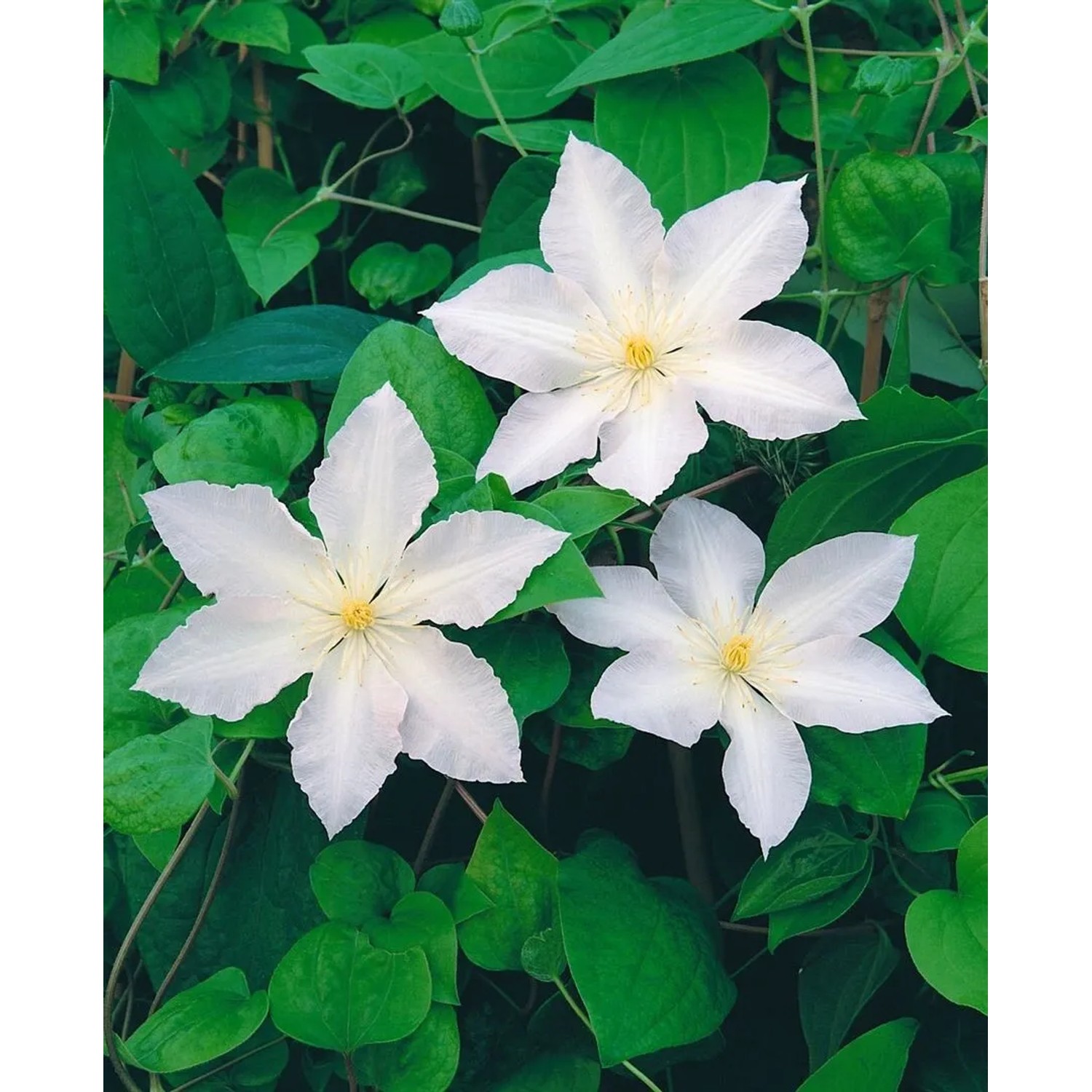 Nahaufnahme der weißen Clematis Hybride 'Apollonia' Waldrebe mit grünen Blättern.