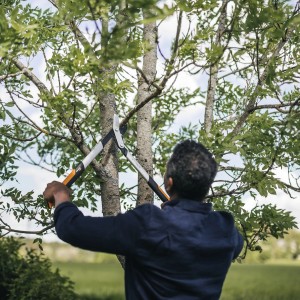 Mann schneidet Ast mit Fiskars PowerGearX LX94-M Getriebeastschere. Gartenschere im Einsatz.