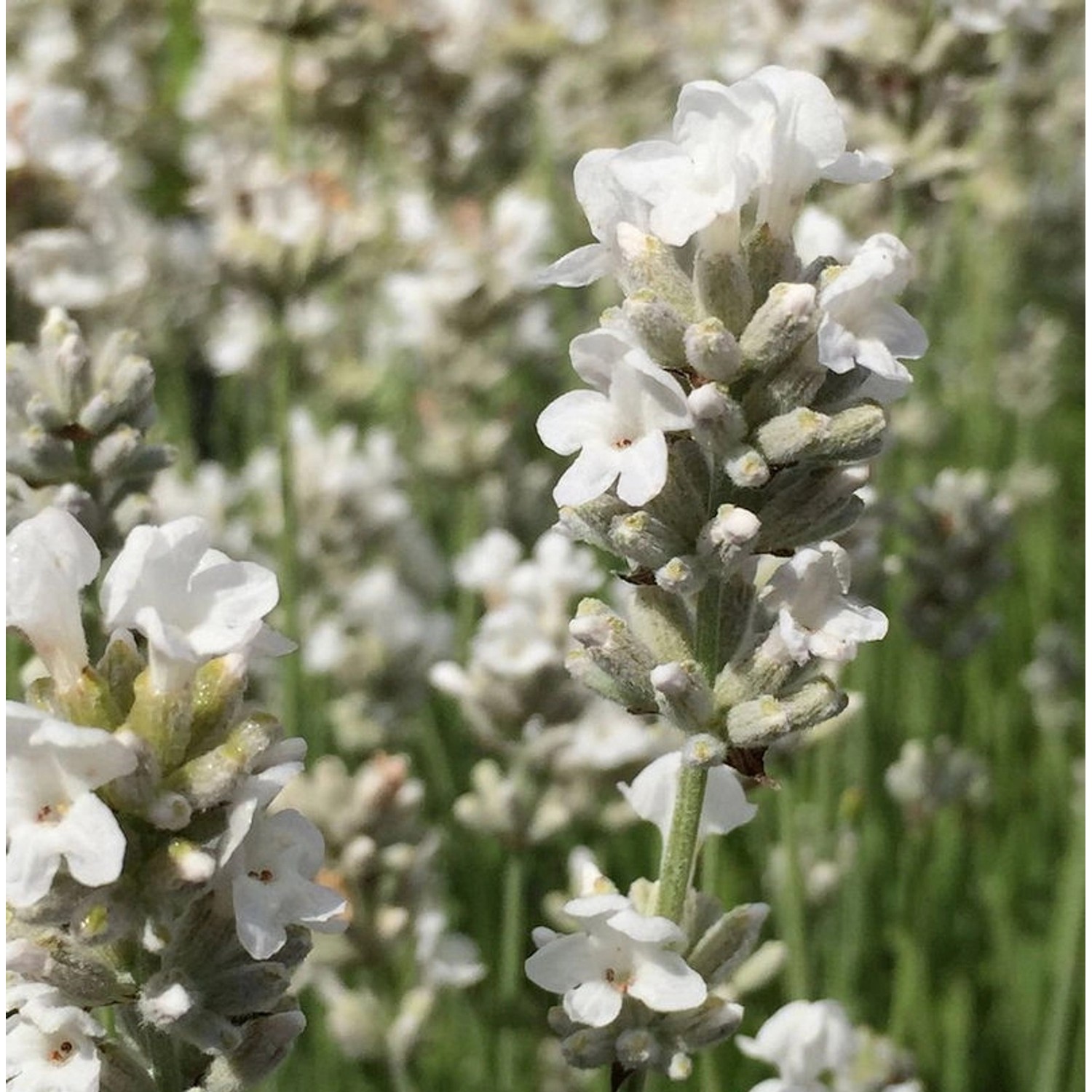 Echter Lavendel Edelweiß - großer Topf - Lavandula angustifolia günstig online kaufen