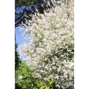 Salix Integra Hakuro Nishiki: Japanische Weide mit buntem Laub im Garten.