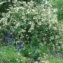Üppiger Duftjasmin 'Virginal' mit weißen Blüten im Gartenbeet.