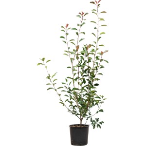Glanzmispel "Red Robin" Set à 20 Stück Höhe ca. 100 - 125 cm Photinia fraseri