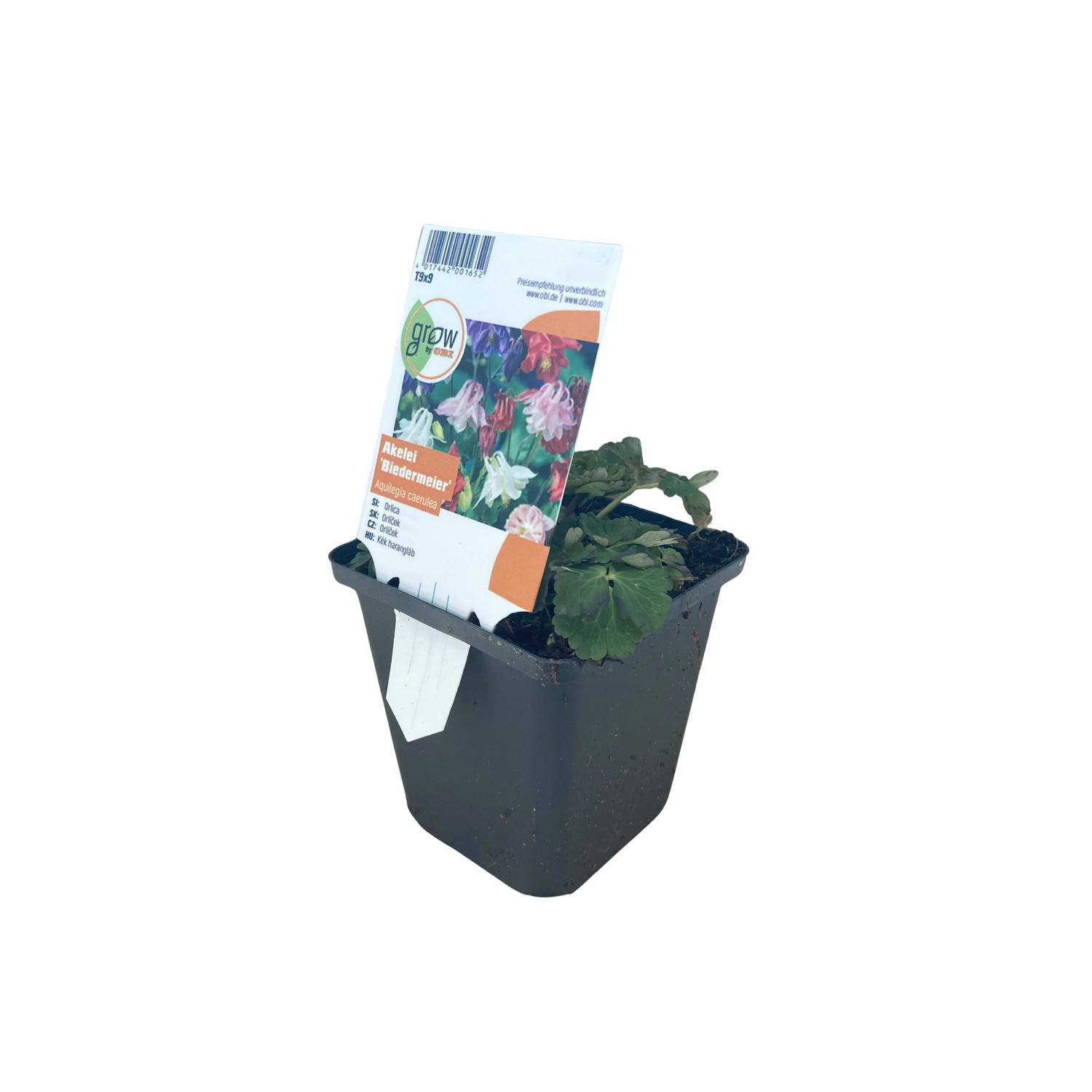 GROW by OBI Akelei Biedermeier Topf-Ø ca. 9 cm x 9 cm Aquilegia günstig online kaufen