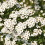 Nahaufnahme der blühenden Japanischen Spiere 'Halwards Silver' mit weißen Blüten.