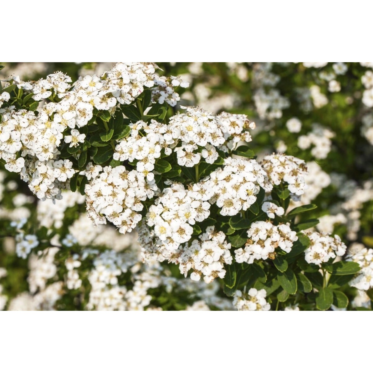 Spiraea Nipponica Halwards Silver Japanische Spiere Weiß 40–60 cm günstig online kaufen