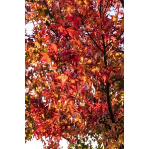Leuchtend roter Amberbaum Worplesdon (Liquidambar) im Herbstkleid.