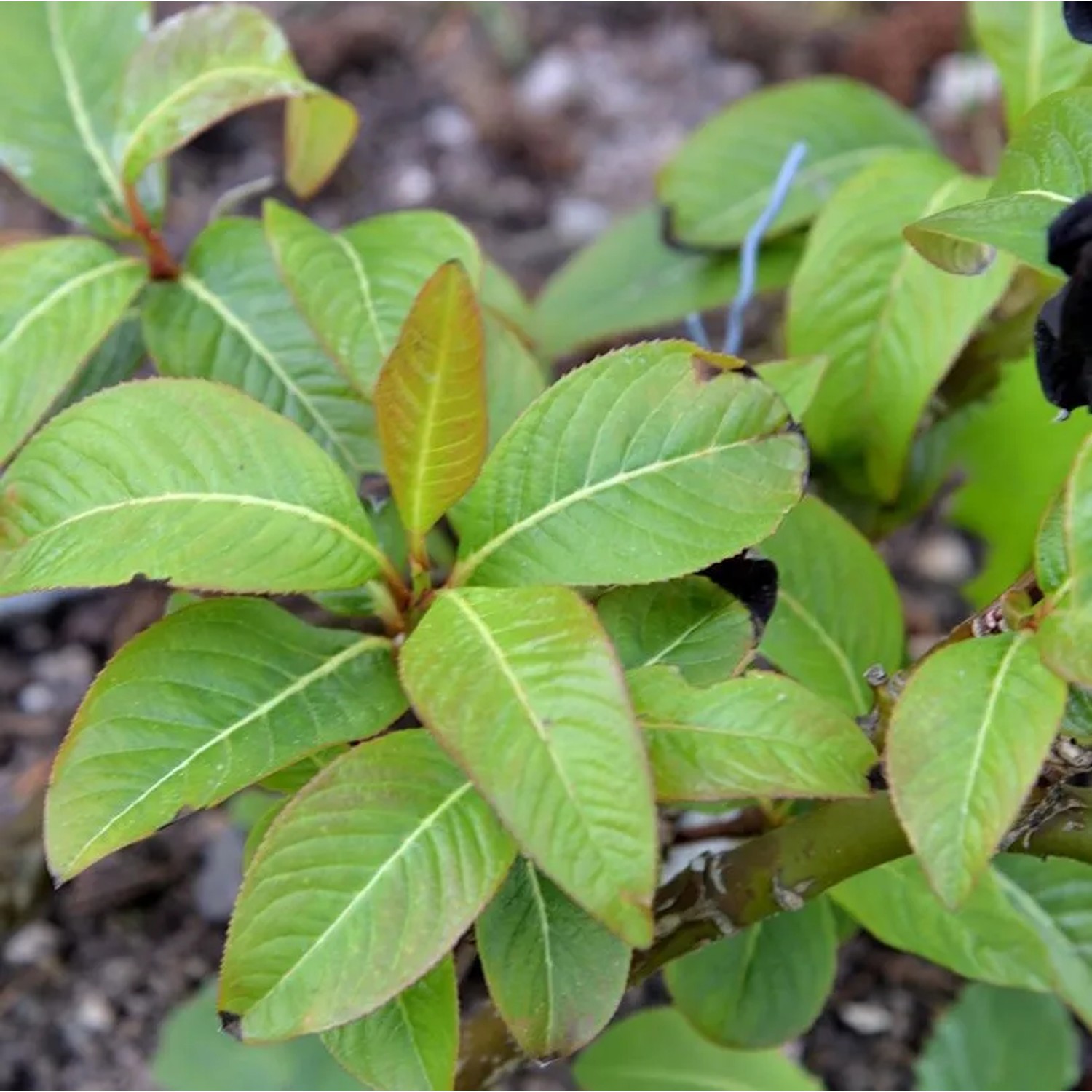 Weinrote Zwerg Weide 30-40cm - Salix moupinensis