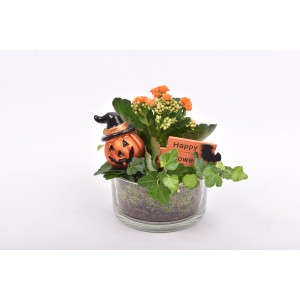 Halloween-Arrangement im Glas: Kalanchoe, Efeu, Kürbis-Deko mit Hexenhut. Stimmungsvolle Tischdeko.