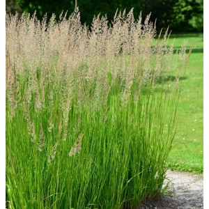 Detailaufnahme von Wald-Reitgras (Calamagrostis arundinacea) im Garten, grüne Halme und zarte Blütenstände.