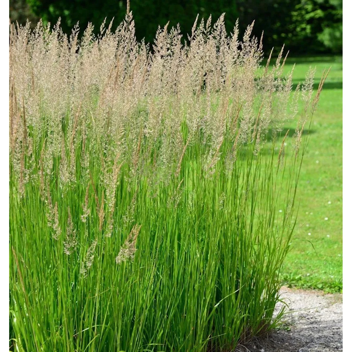Wald-Reitgras - Calamagrostis arundinacea