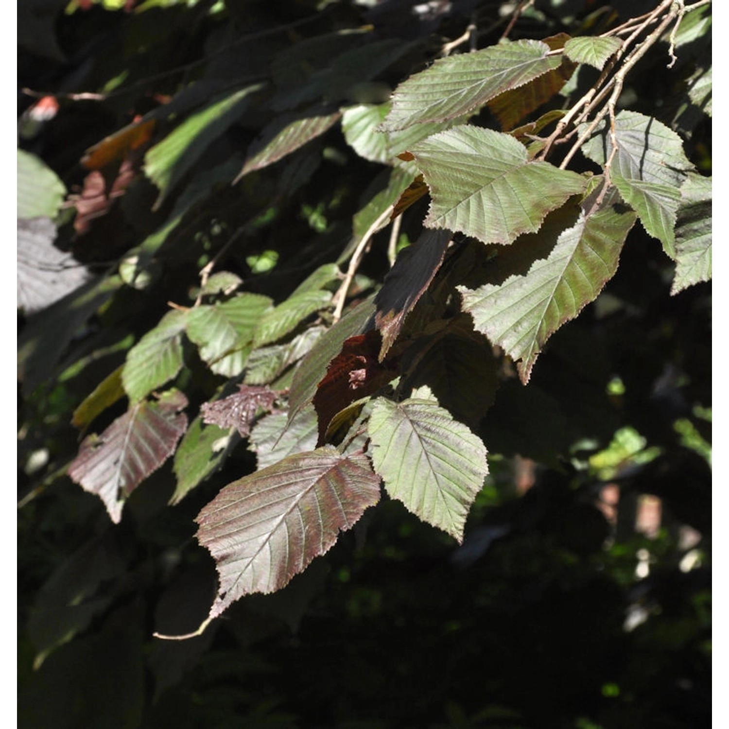 Purpur Hasel 80-100cm - Corylus maxima günstig online kaufen