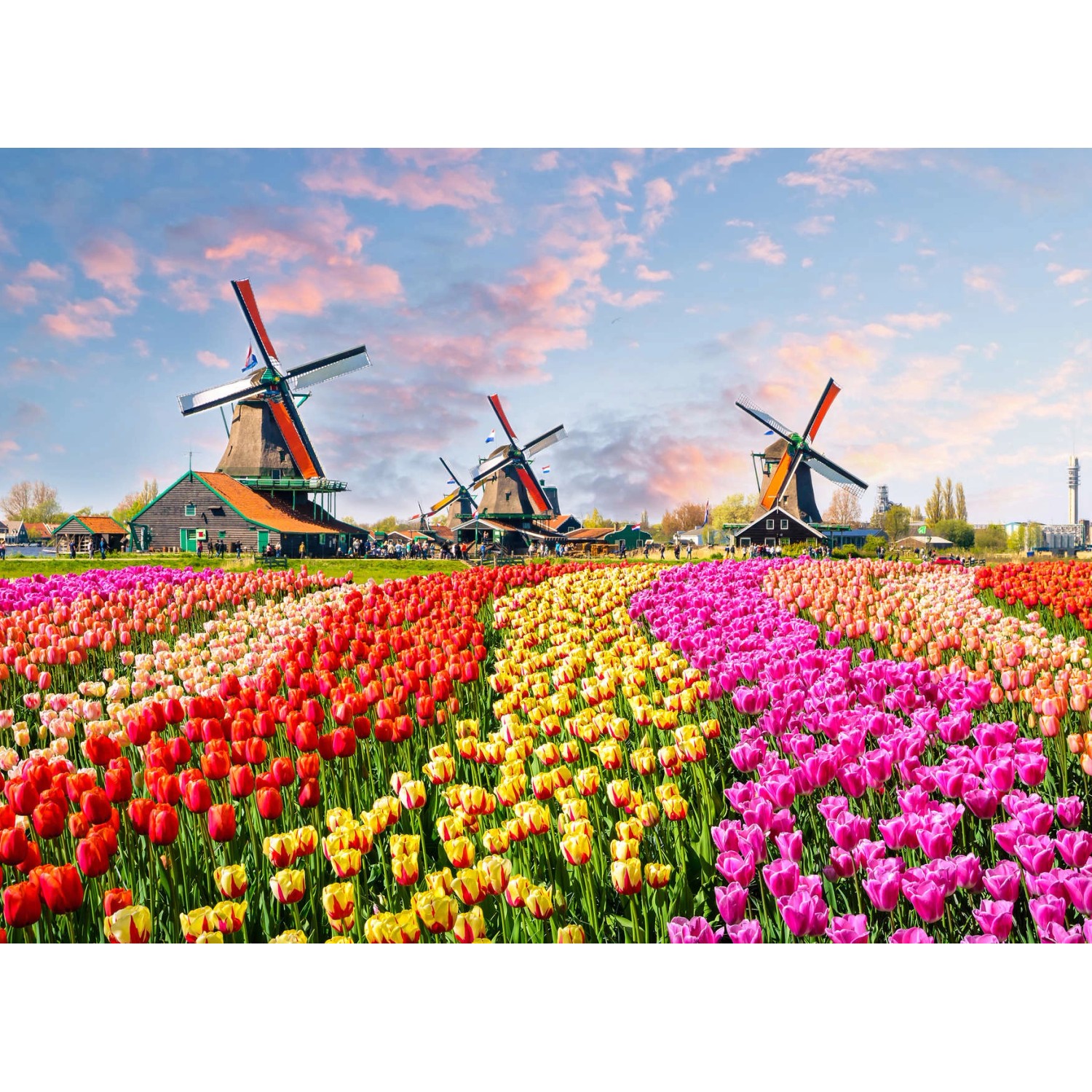 Fototapete Windmühle Tulpenfeld Bunt 3,50 m x 2,55 m FSC®