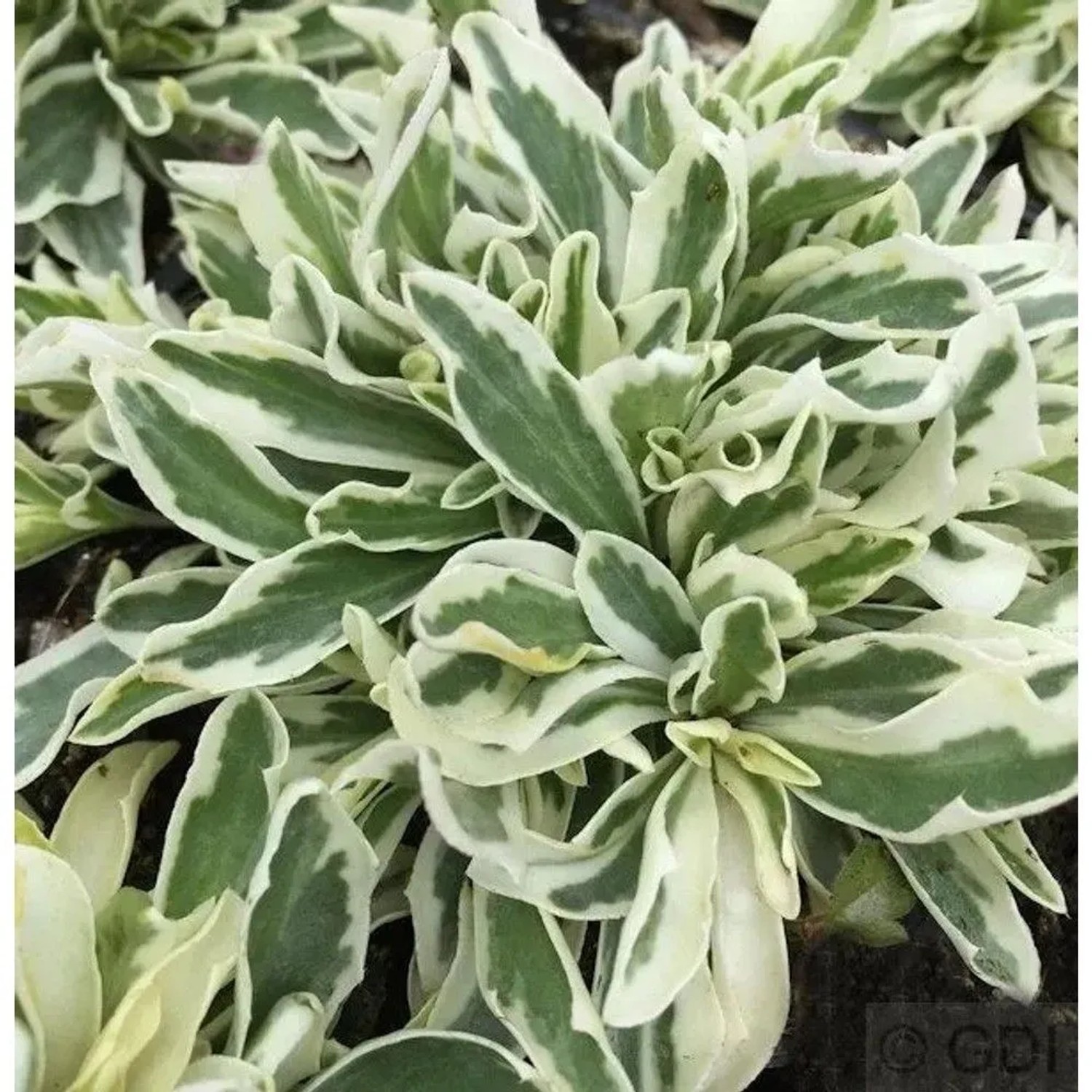 Weissbunte Gänsekresse - Arabis ferdinandi