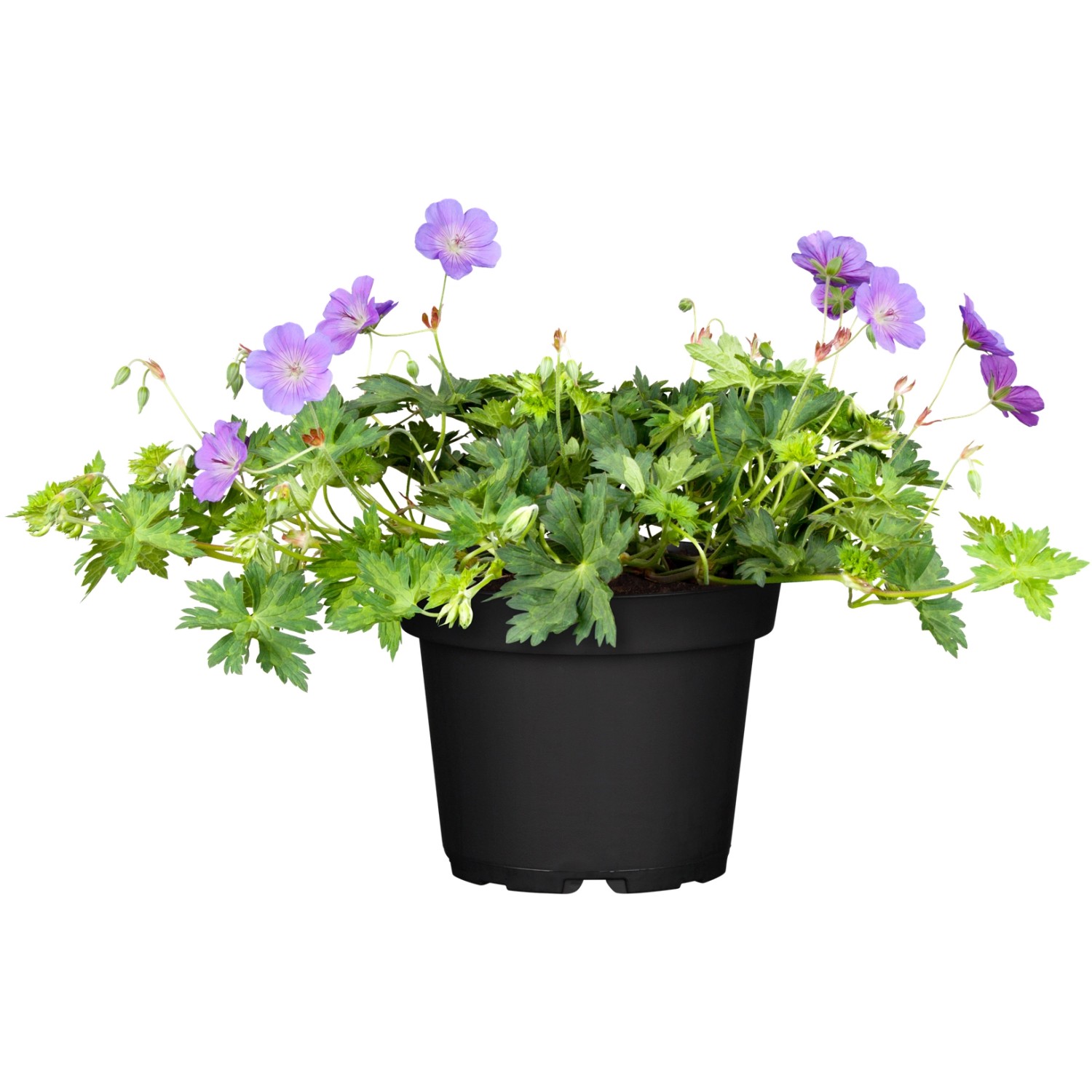GROW by OBI Storchschnabel "Rozanne" Blau TopfØ ca. 19 cm Geranium