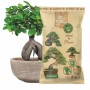 Dr.Soil Substrat für Bonsai, 1L Beutel neben einem Bonsai im Topf.