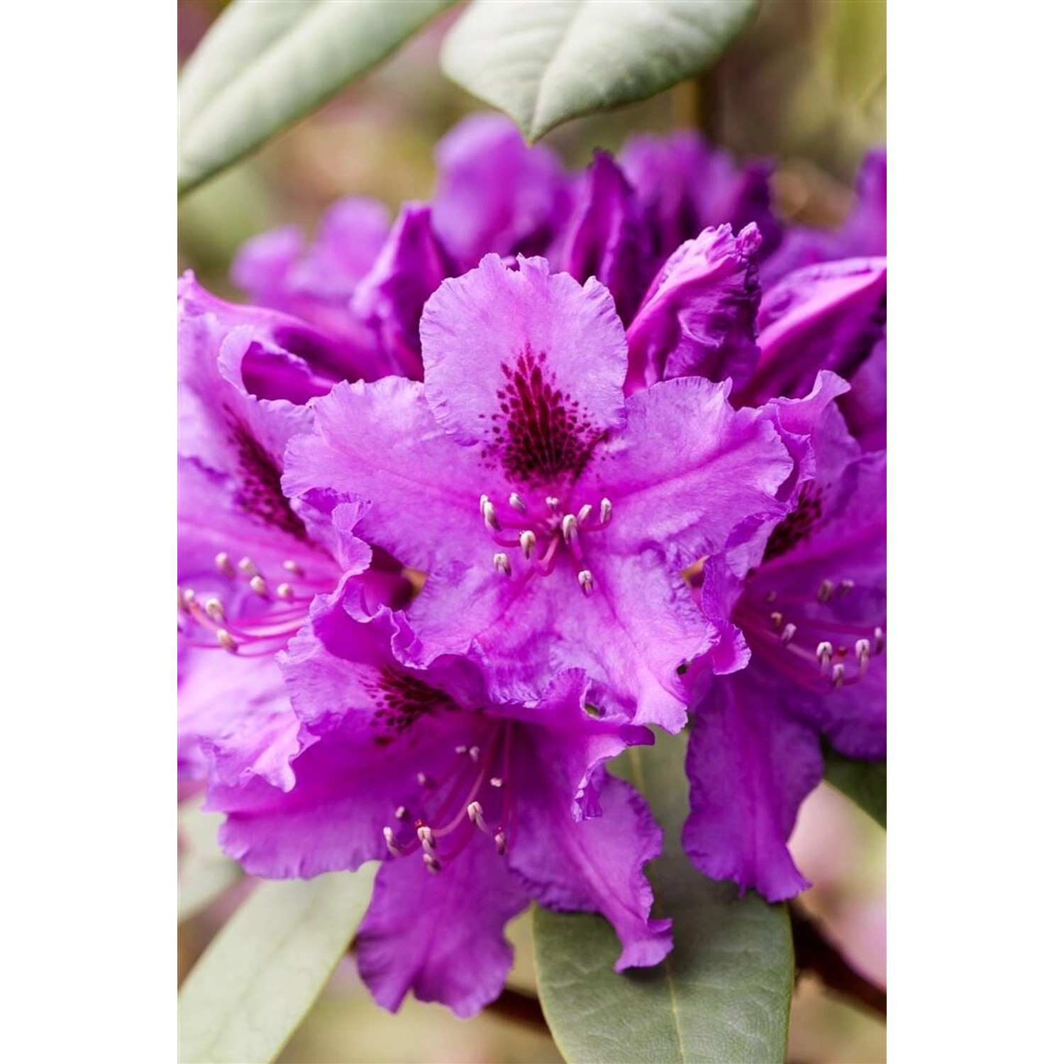 Rhododendron Hybr. Azurro Inkarho 60–70 cm Blau-Lila Blüten günstig online kaufen