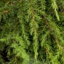 Detailaufnahme des grünen Juniperus Green Carpet Wacholder Bodendeckers.
