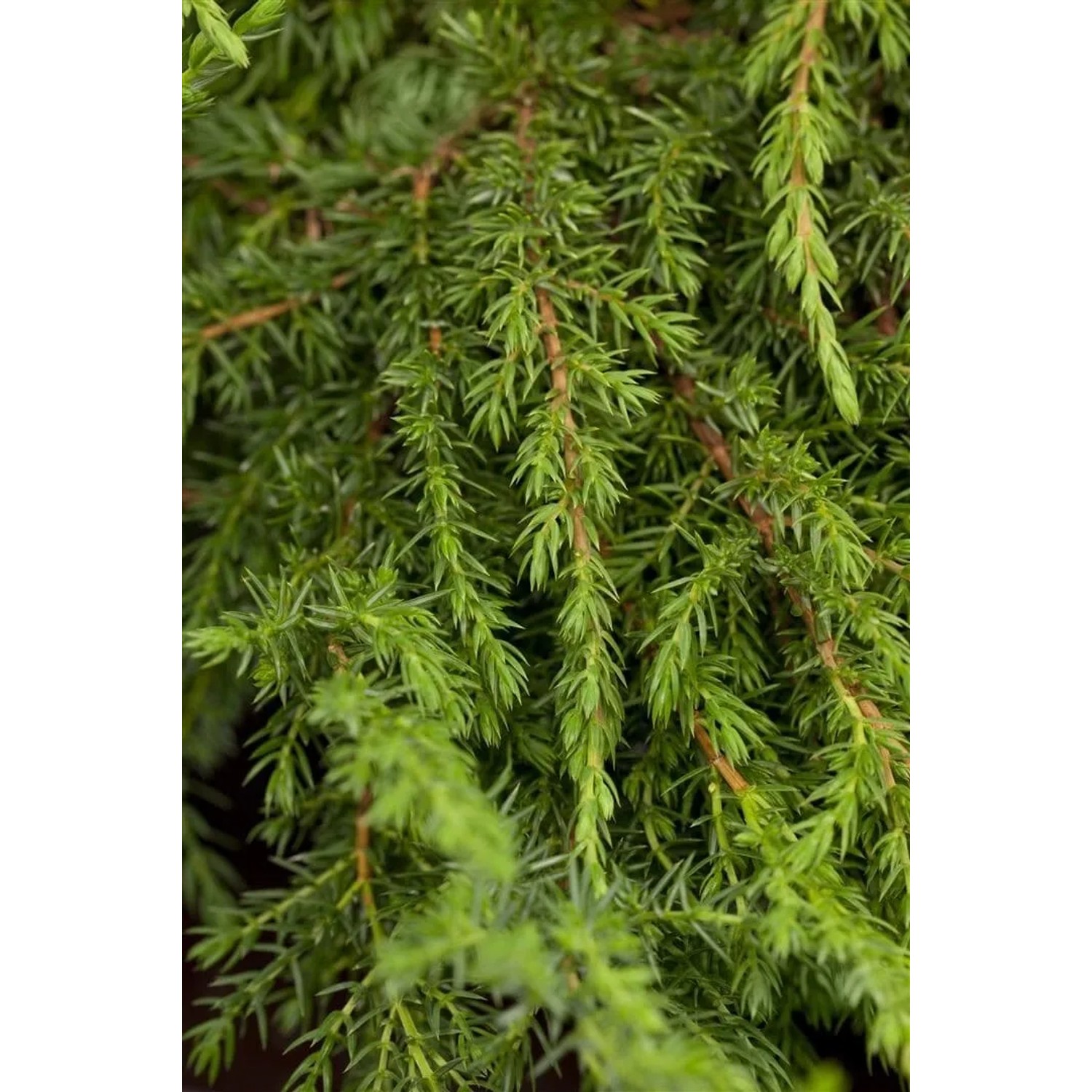 Detailaufnahme des grünen Juniperus Green Carpet Wacholder Bodendeckers.