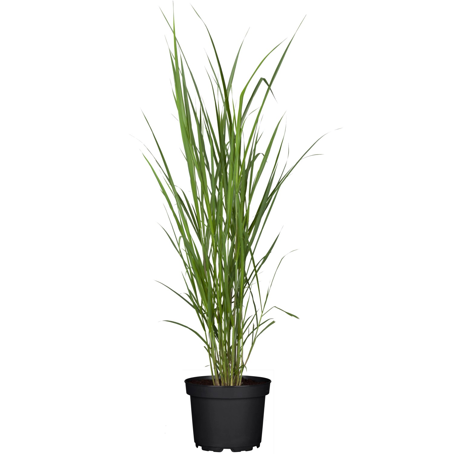 Riesen Chinaschilf Miscanthus giganteus Früh T19