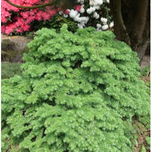 Grüne Japanische Lärche Little Boogle (Larix kaempferi) im Garten.