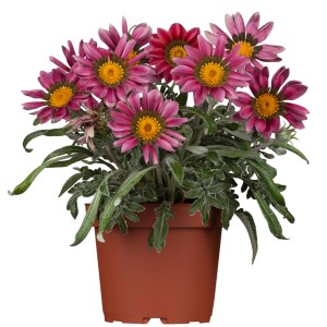 GROW by OBI Gazanie im Topf, rosa-rote Blüten mit gelber Mitte. Stehpflanze für Beet und Kübel.