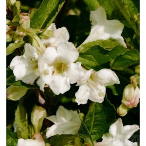 Nahaufnahme der weißen Blüten der Hochstamm Weigelie Snowflake.