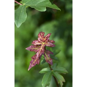 Junges, rotbraunes Blatt des Acer Campestre Feldahorns im Detail.