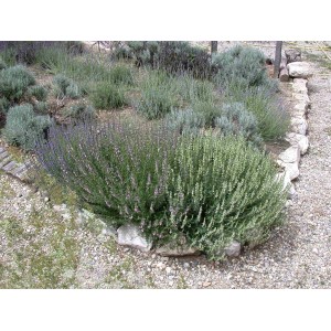 Blühender Lavendel 'Grappenhall' im Beet, violette Blüten, ca. 9x9 cm Topf.