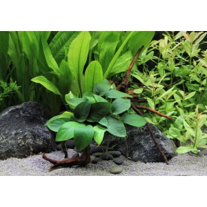 Anubias nana Aquariumpflanze auf Spiderwoodwurzel, grüne Blätter im Aquarium.